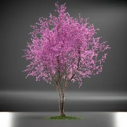 Tree Eastern Redbud Animated