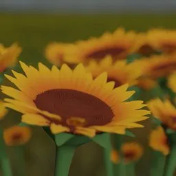 Sunflower procedural