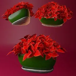 Vibrant 3D red coleus plant model displayed in various angles for Blender interior design.