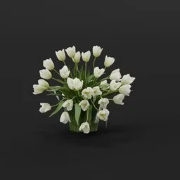 White Tulip