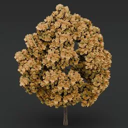 Yellow flowered-light green leaved tree