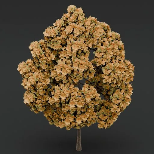 Yellow flowered-light green leaved tree