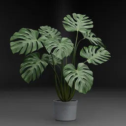 Monstera Plant in Pot