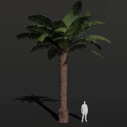Tree Fern Large