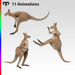Female Kangaroo