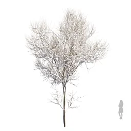 Real Tree Acer Saccharinum Winter