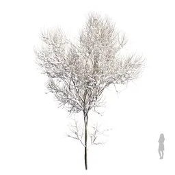 Real Tree Acer Saccharinum Winter