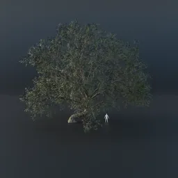 Oak Tree - Gravitropic (Summer)