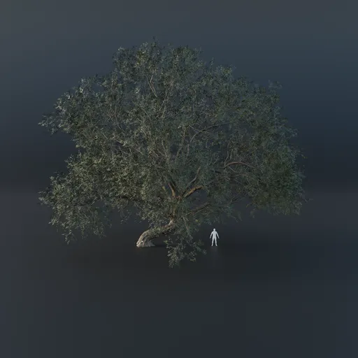 Oak Tree - Gravitropic (Summer)