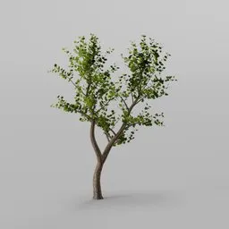 "Maple tree 3D model created with Blender 3D software. This high-quality model features a close-up view of a tree against a white background, inspired by Niels Lergaard's art. Perfect for 3D marketplace, miniature scenery, and CGI projects. Explore the details of this meticulously rendered, 4K resolution maple tree."