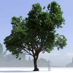 Mango Tree