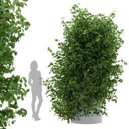 Ivy Simple Column Plant