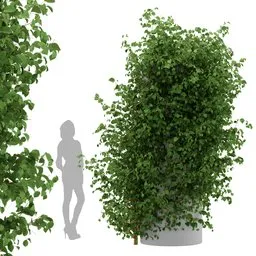 Ivy Simple Column Plant