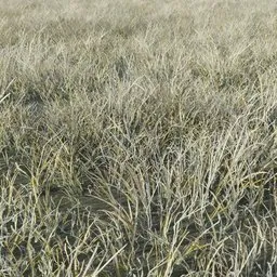 Grass Tabosa Medium