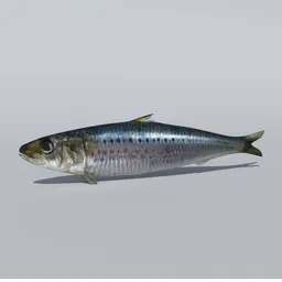Realistic Sardine Animated