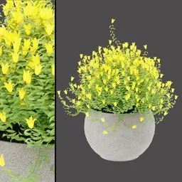 Yellow Campanula Pot