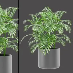 Indoor Areca Palm