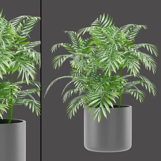 Indoor Areca Palm