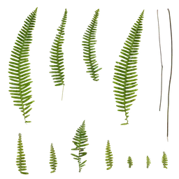 Dicranopteris linearis Atlas