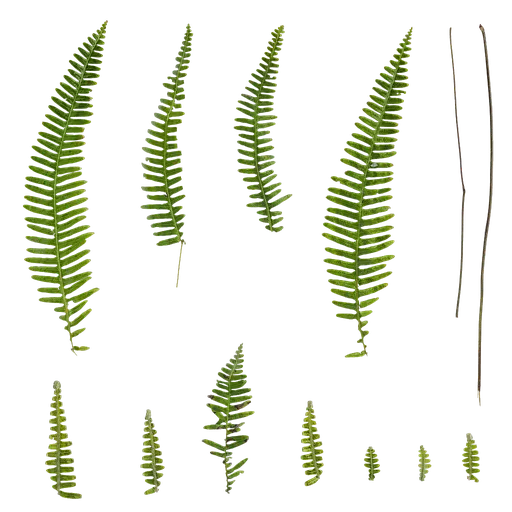 Dicranopteris linearis Atlas