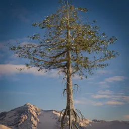 Tall tree with roots
