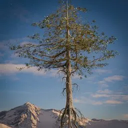 Tall tree with roots
