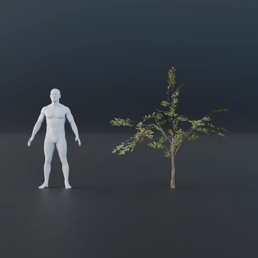 Oak Tree - Sapling Small (Spring)