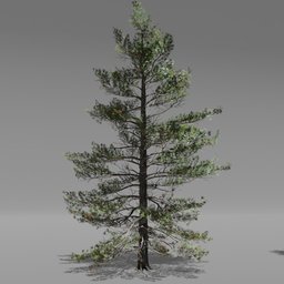 Tree Siberian Pine A4