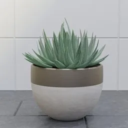 Blue Agave Succulent in Ceramic Pot