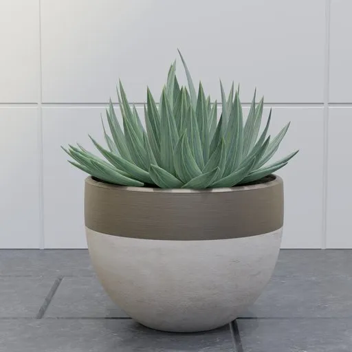 Blue Agave Succulent in Ceramic Pot