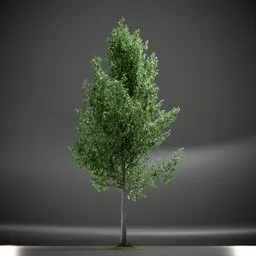 Tree Slender Silhouete Animated