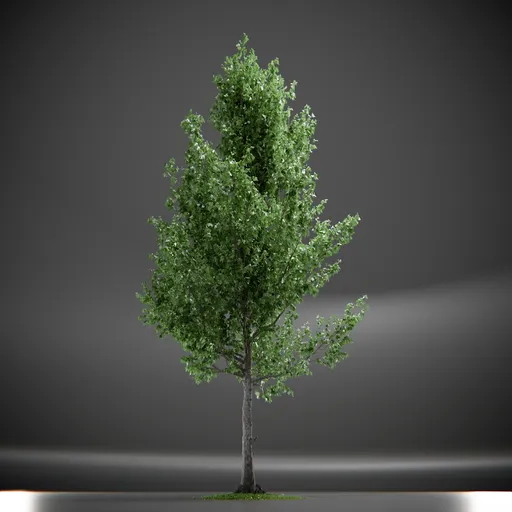 Tree Slender Silhouete Animated