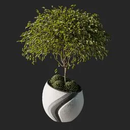 Weeping fig Plant 02