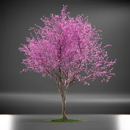 Tree Eastern Redbud Animated
