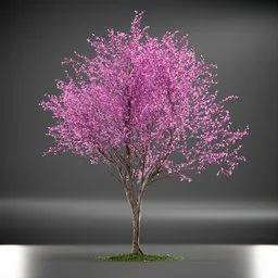 Tree Eastern Redbud Animated