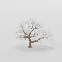 Wide Rottenpine