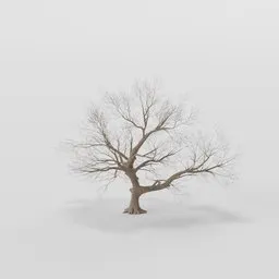 Wide Rottenpine