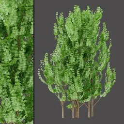 White‑Tint Foliage Bush
