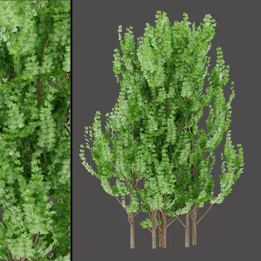White‑Tint Foliage Bush