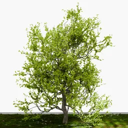 Dense Tree
