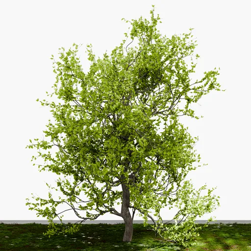 Dense Tree
