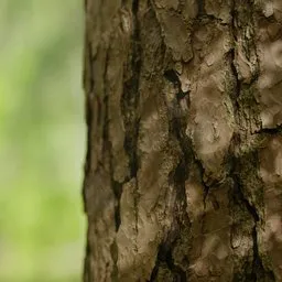 High-resolution 3D bark texture of Scotch Pine for Blender with 12K detail, perfect for macro shots.