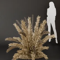 SJ- Pampas Golden Wave Bush