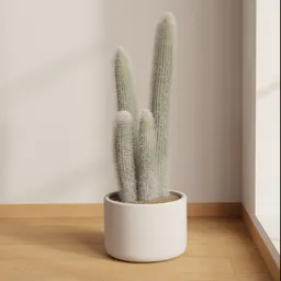 Silver Column Cactus