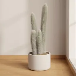 Silver Column Cactus