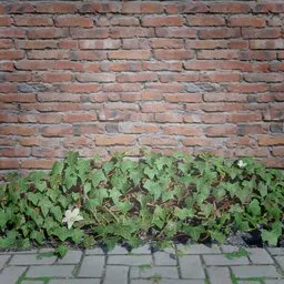 Ivy Creeper Edge 1M 01 01