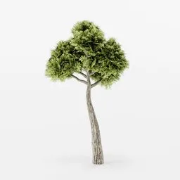 Tree Low-poly