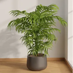 Indoor Areca Palm