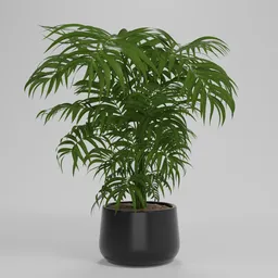 Indoor Areca Palm