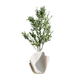 Plant Indoor Mission Olive Tree